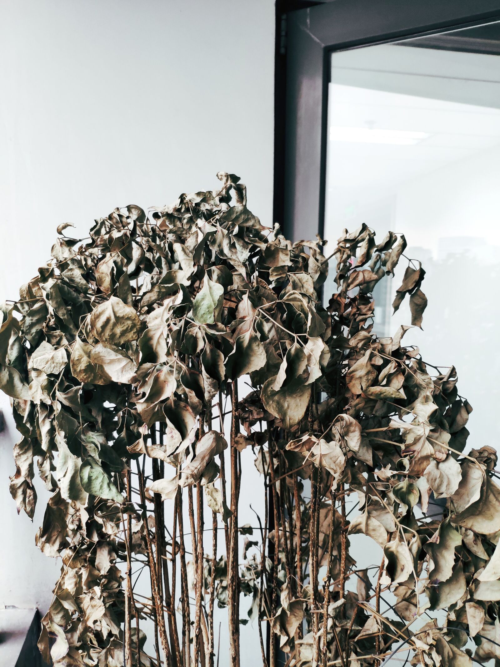 Xiaomi MI 8 sample photo. Plant, wither, the leaves photography
