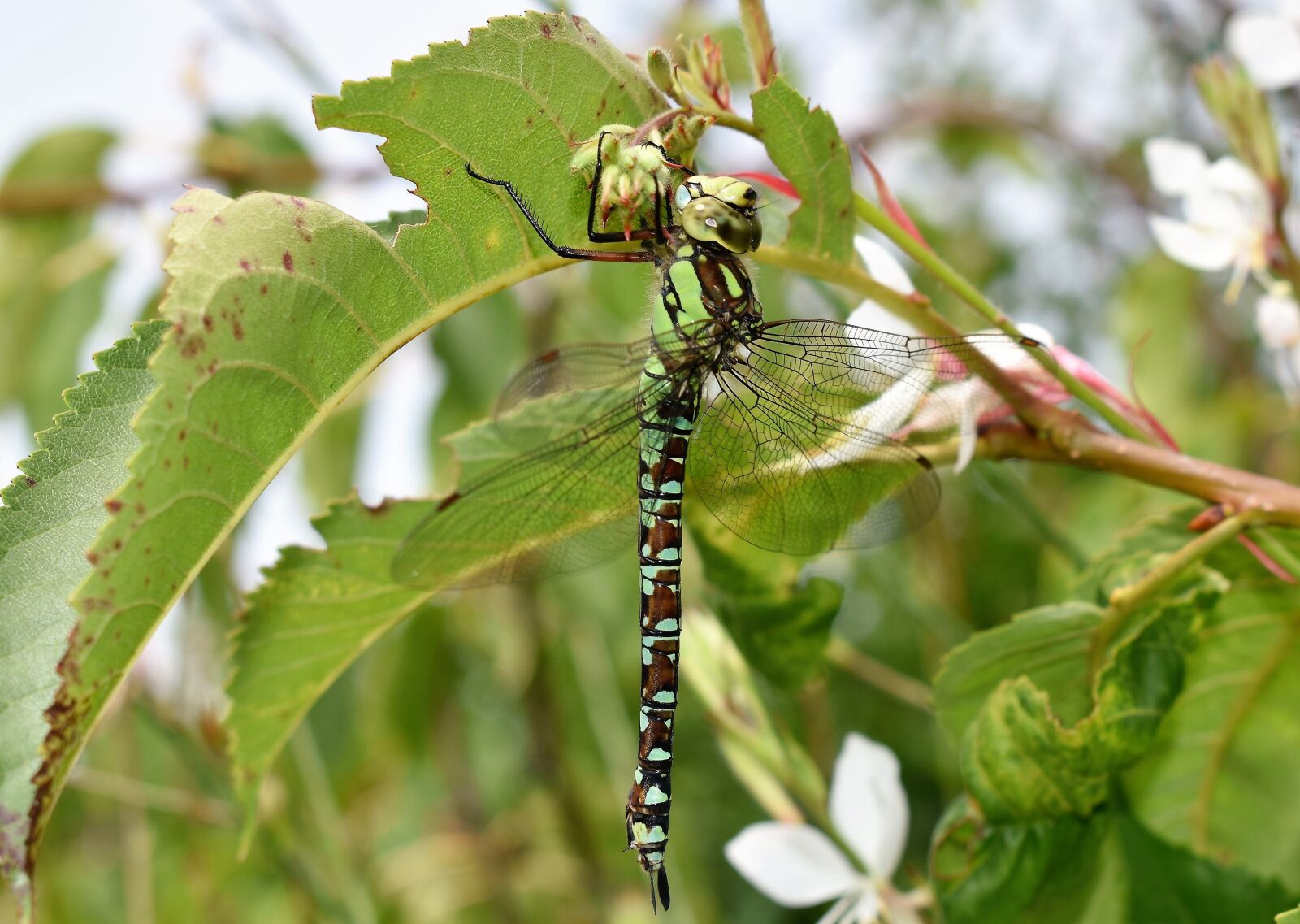 Nikon D5500 sample photo. Dragonfly, animal, insect photography