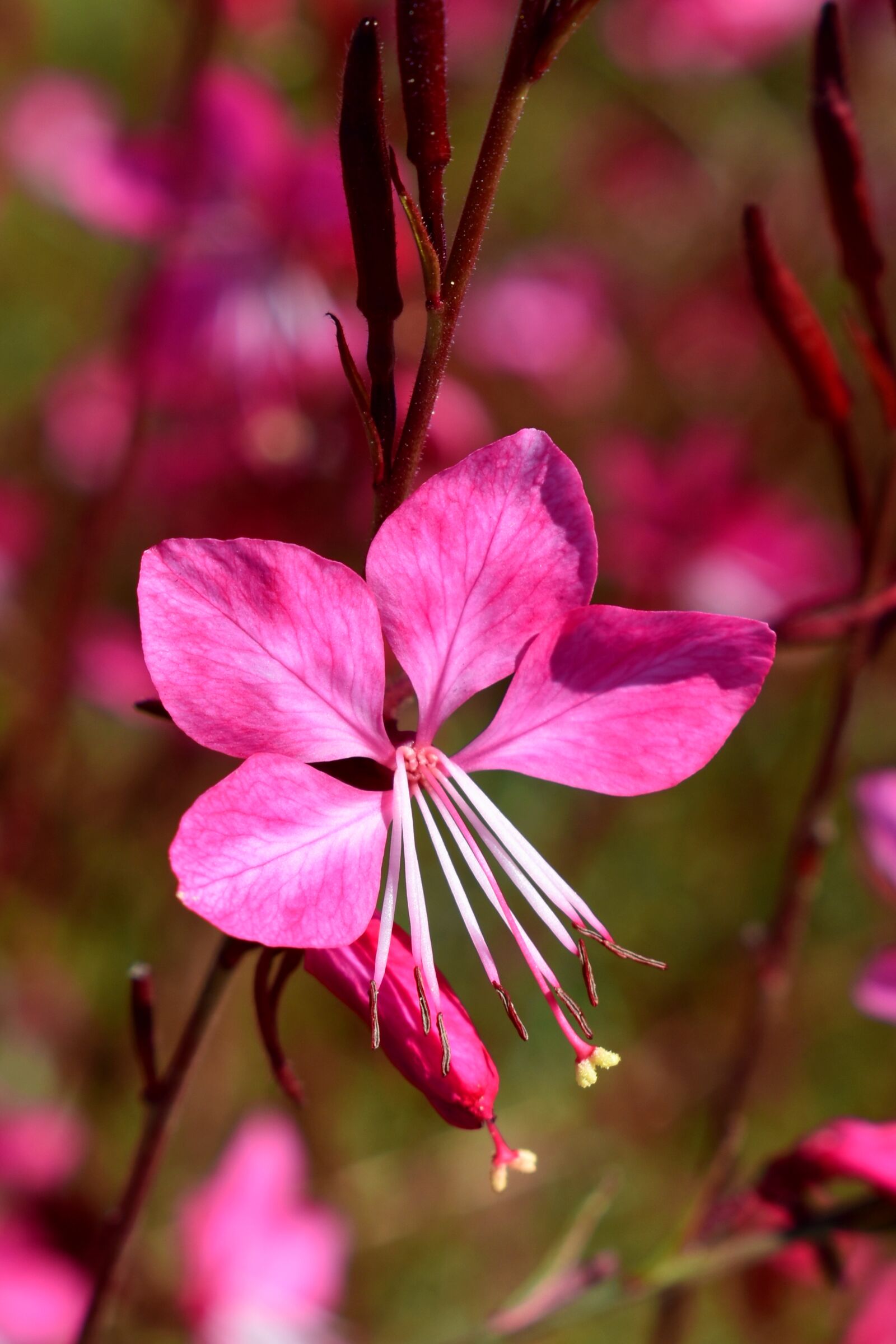 Nikon D3500 sample photo. Flower, pink, blossom photography