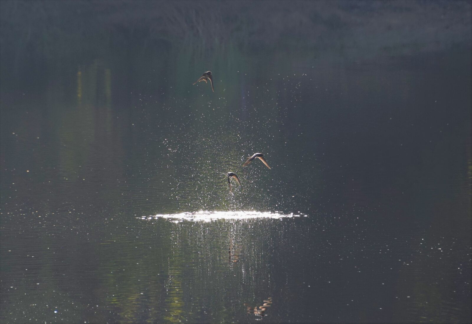 Nikon D5300 sample photo. Nature, birds, lake photography
