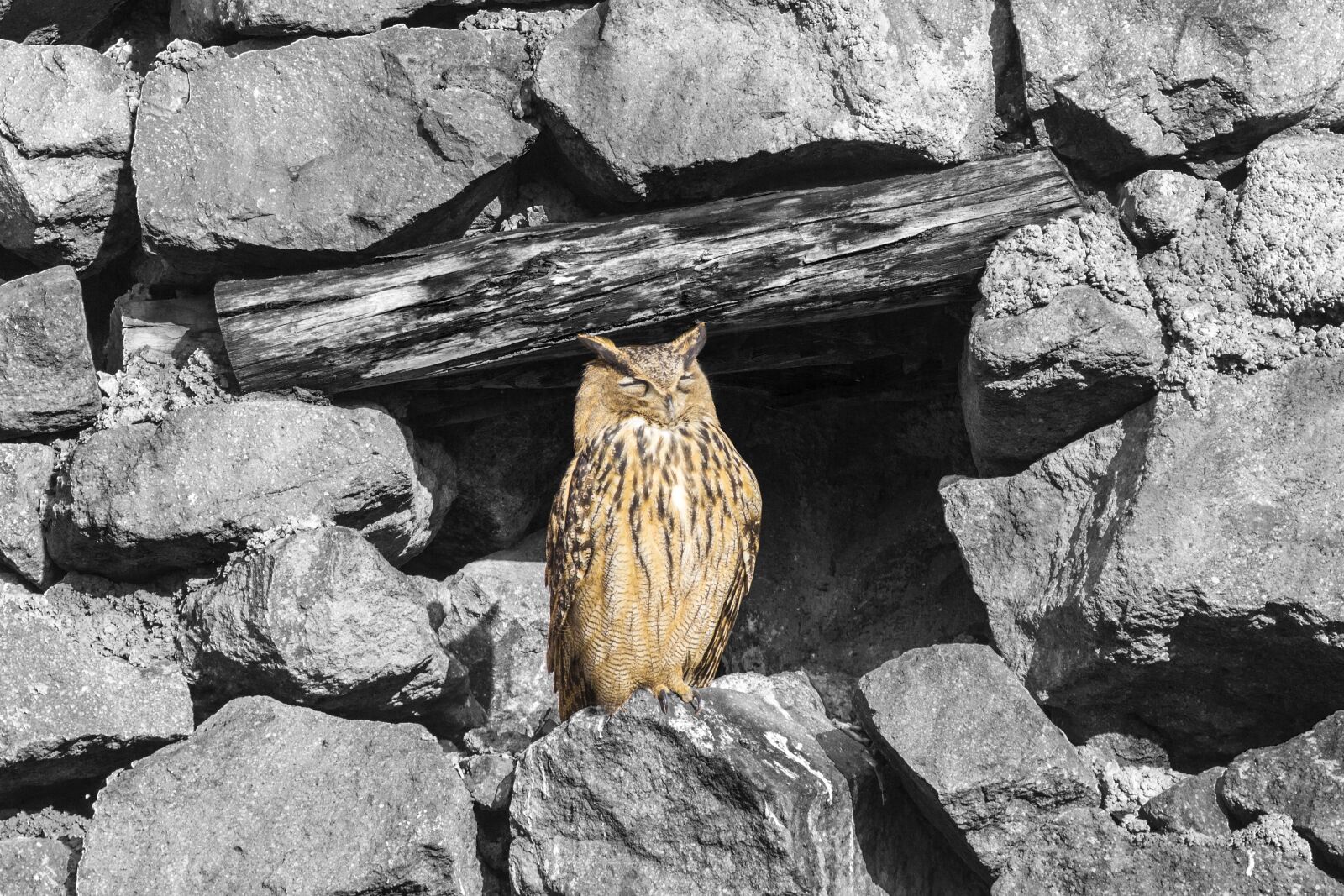 Nikon D3100 sample photo. Nature, kennedy, stone photography