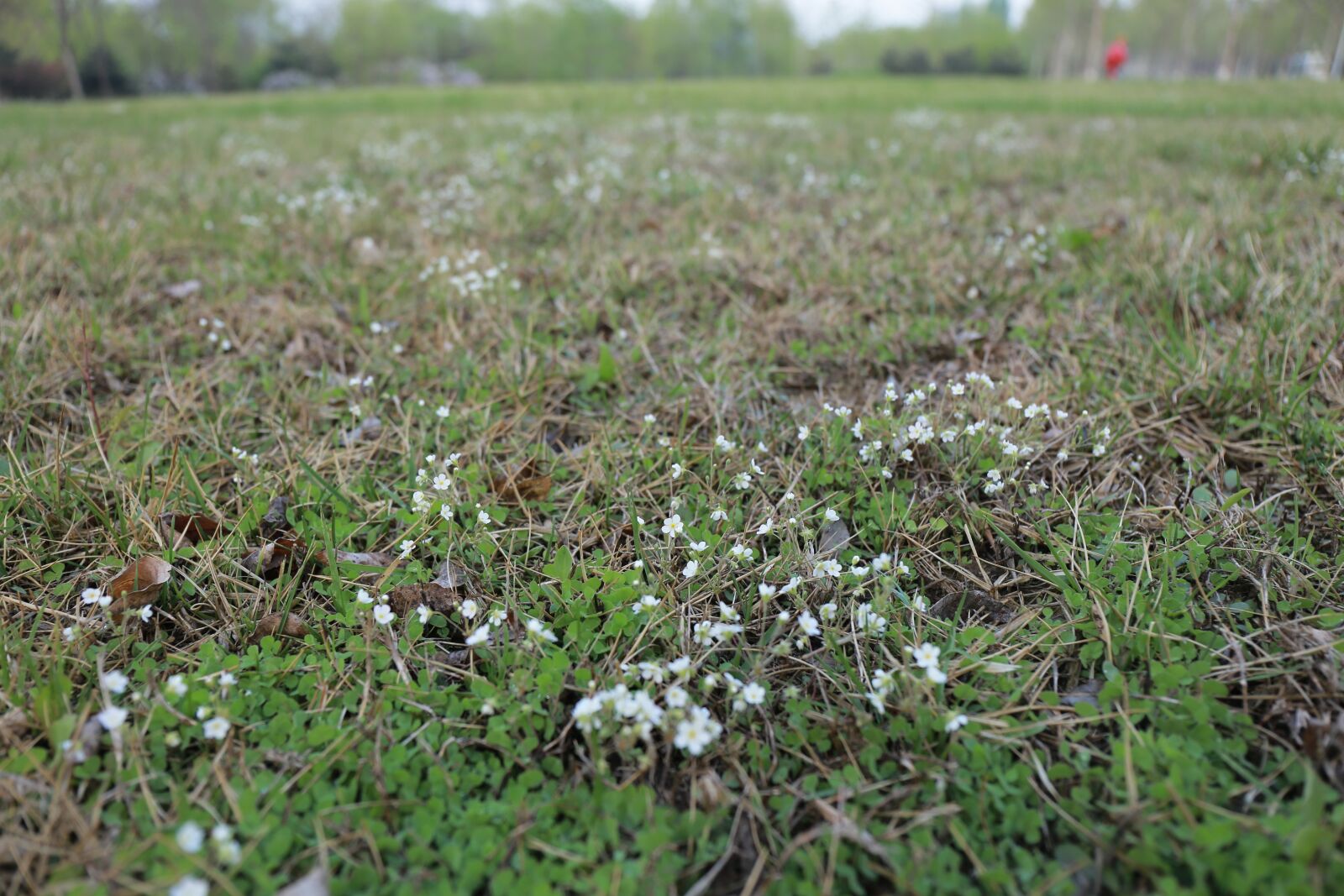 Canon EF 24-70mm F4L IS USM sample photo. The scenery, flower, realism photography
