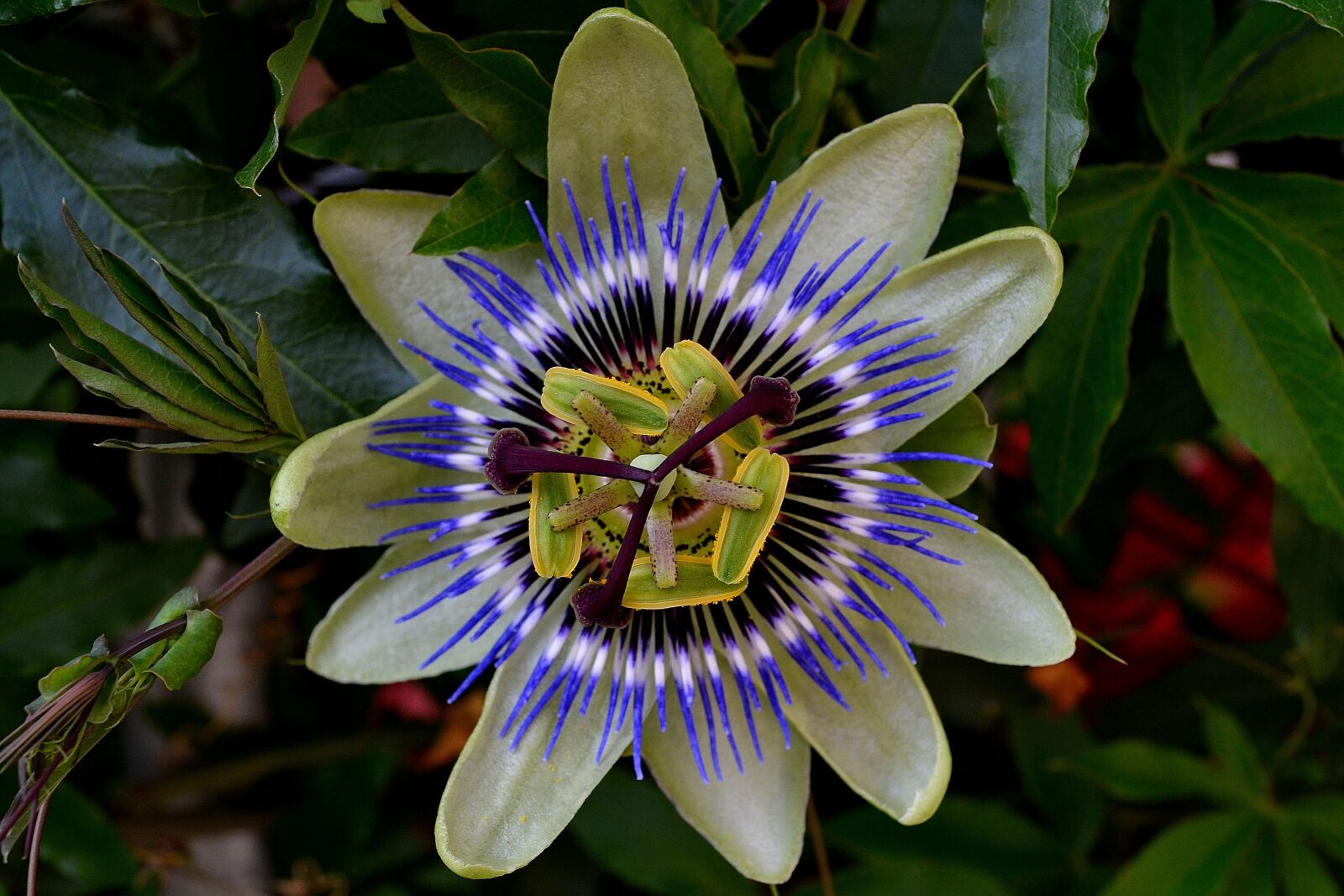 Nikon D3100 sample photo. Passionflower, color, exotic bush photography
