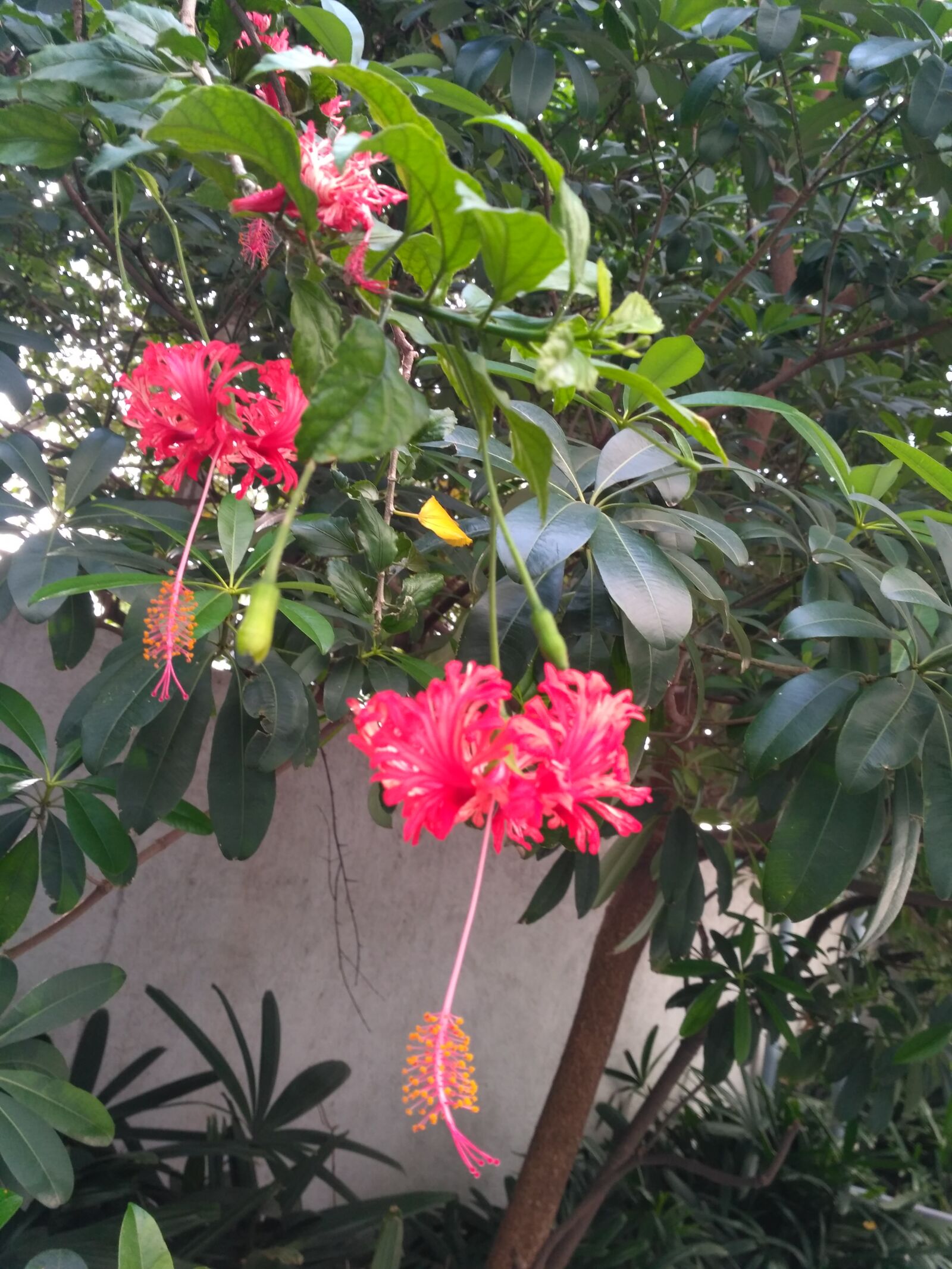 Xiaomi Redmi 3S sample photo