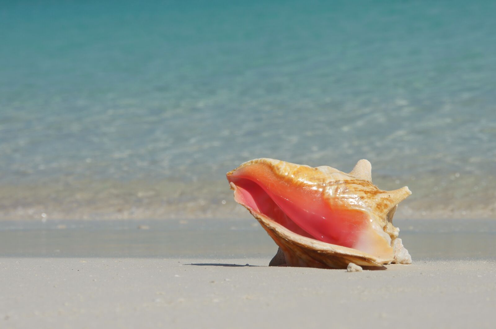 Sony Alpha DSLR-A580 sample photo. Bahamas, bahamas life, beach photography