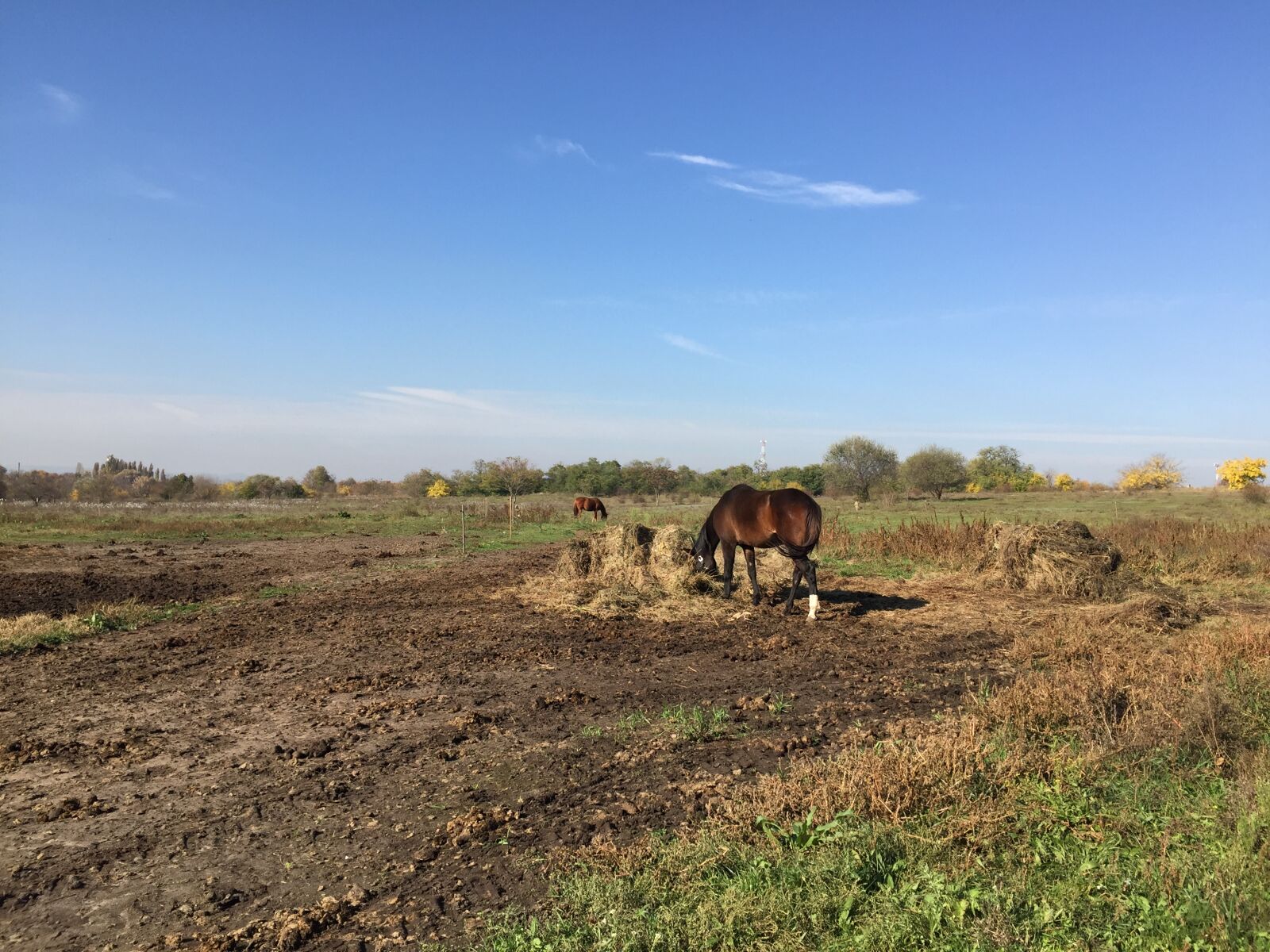 iPhone 6 back camera 4.15mm f/2.2 sample photo. Eating, field, horse, nature photography