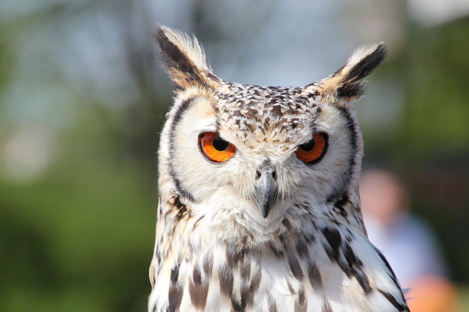 Canon EOS 550D (EOS Rebel T2i / EOS Kiss X4) sample photo. Eagle owl, eurasian eagle photography