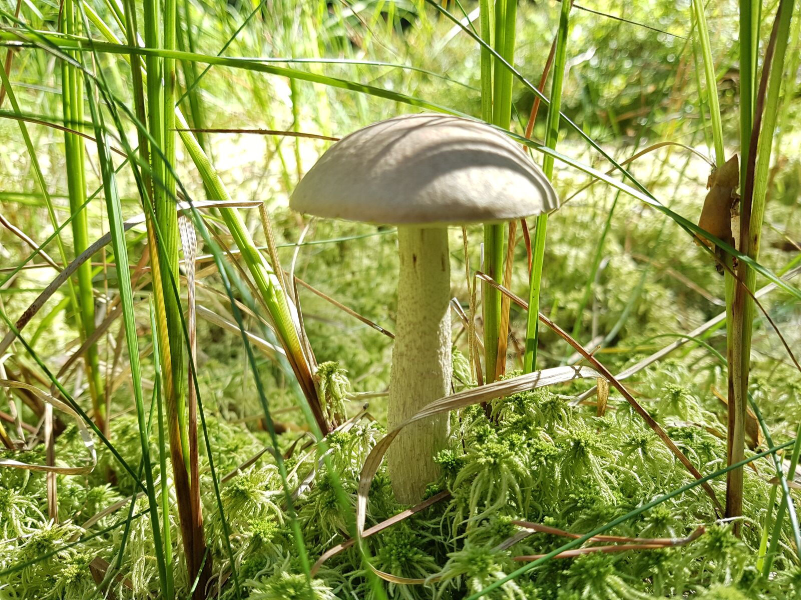 Samsung SM-G930F sample photo. Mushroom, forest, velikodvor'ye photography