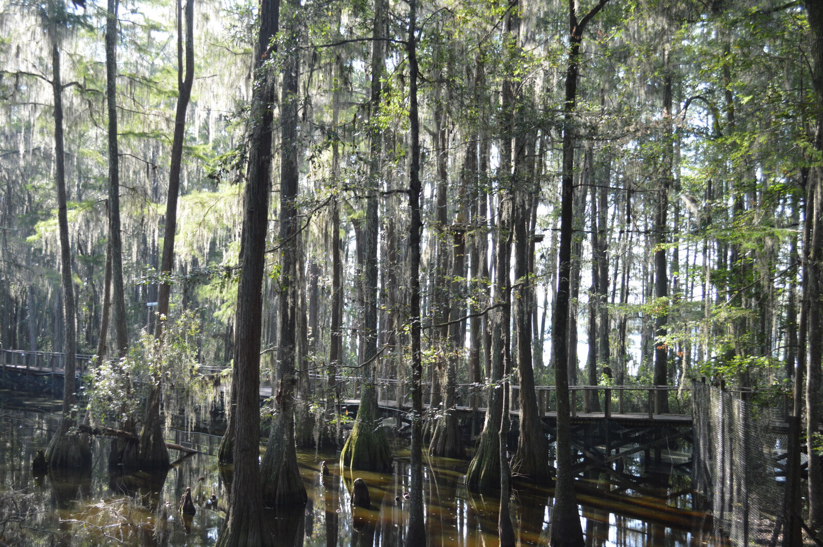 Nikon D3200 sample photo. Cypress, trees photography