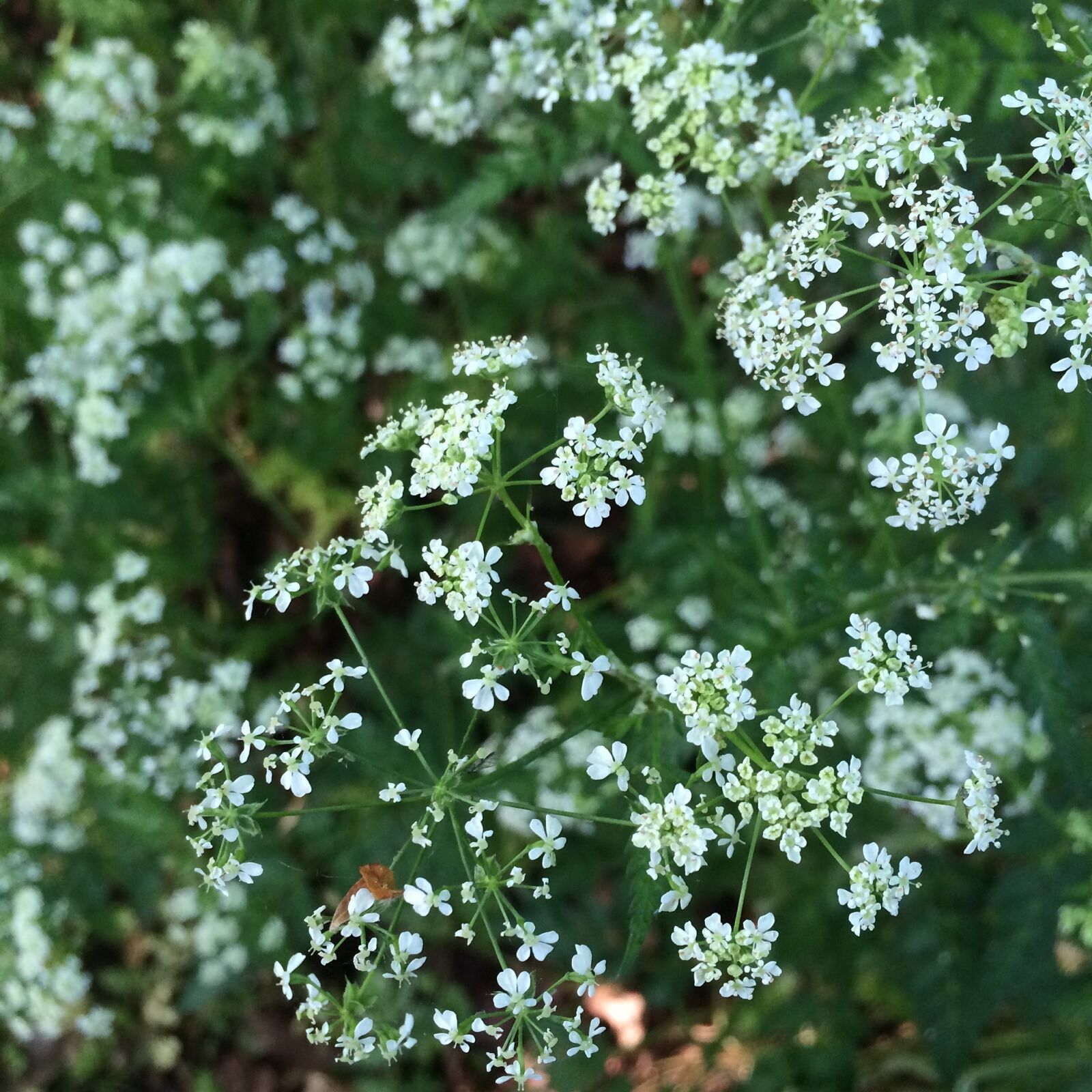 iPhone 5s back camera 4.15mm f/2.2 sample photo. Flower, cowparsley, nature photography