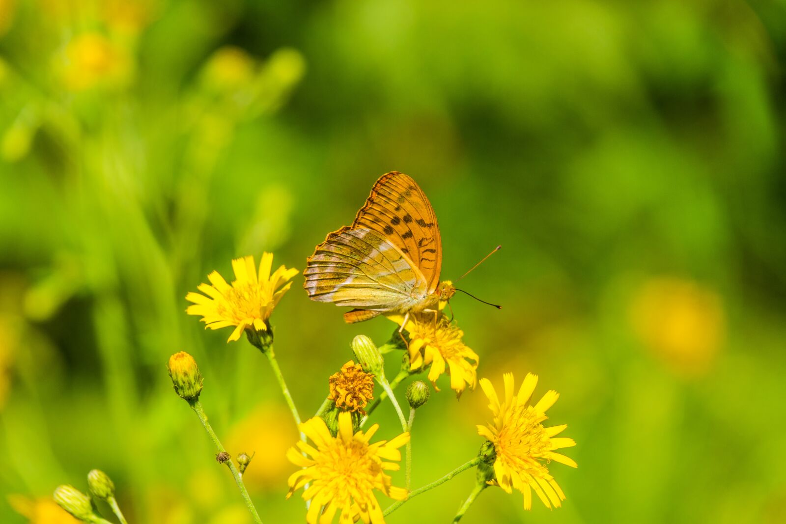 Sony Cyber-shot DSC-RX10 IV sample photo. Butterfly, summer day, sunny photography