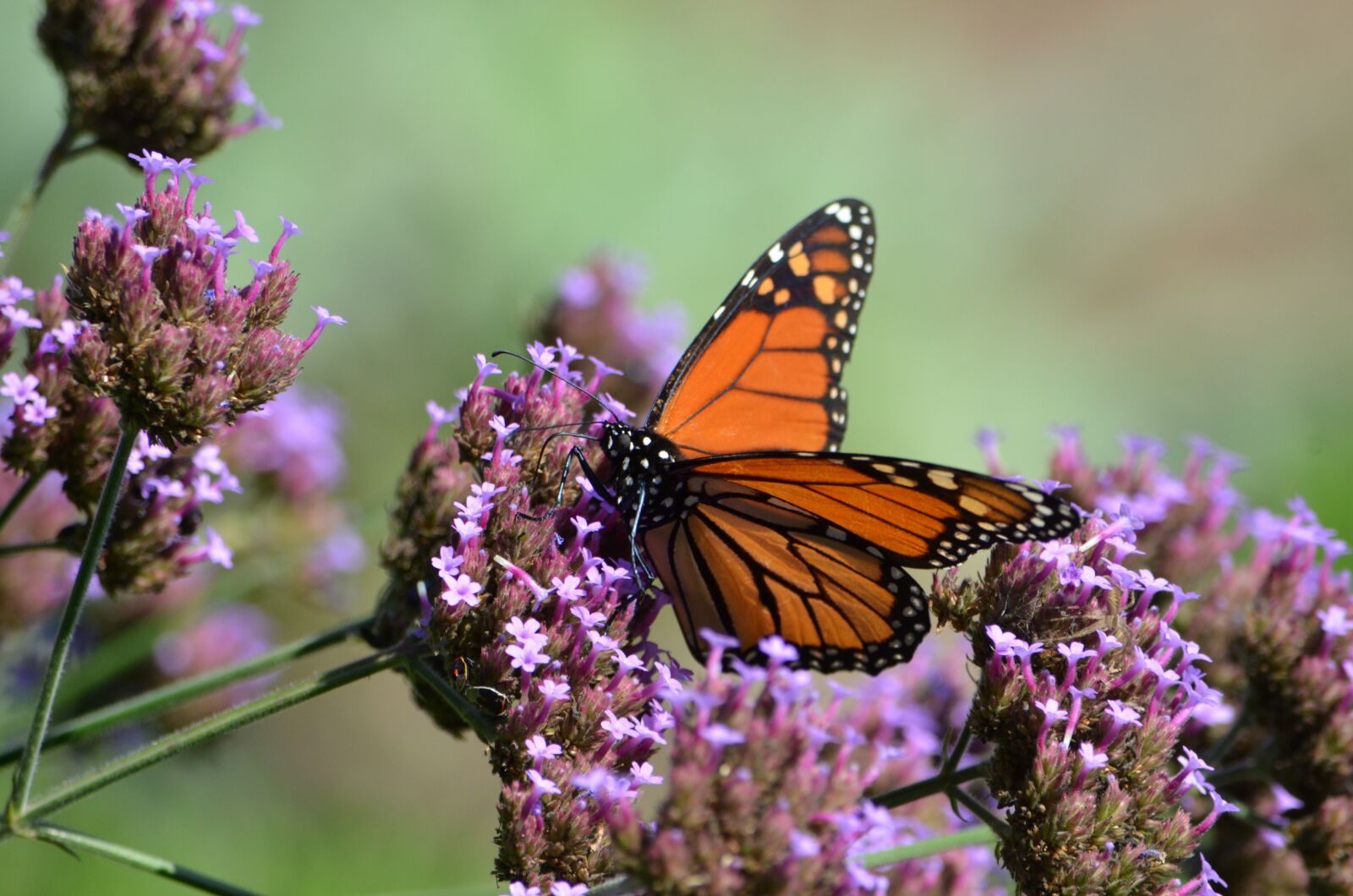Nikon D7000 sample photo. Butterfly, monarch, insect photography