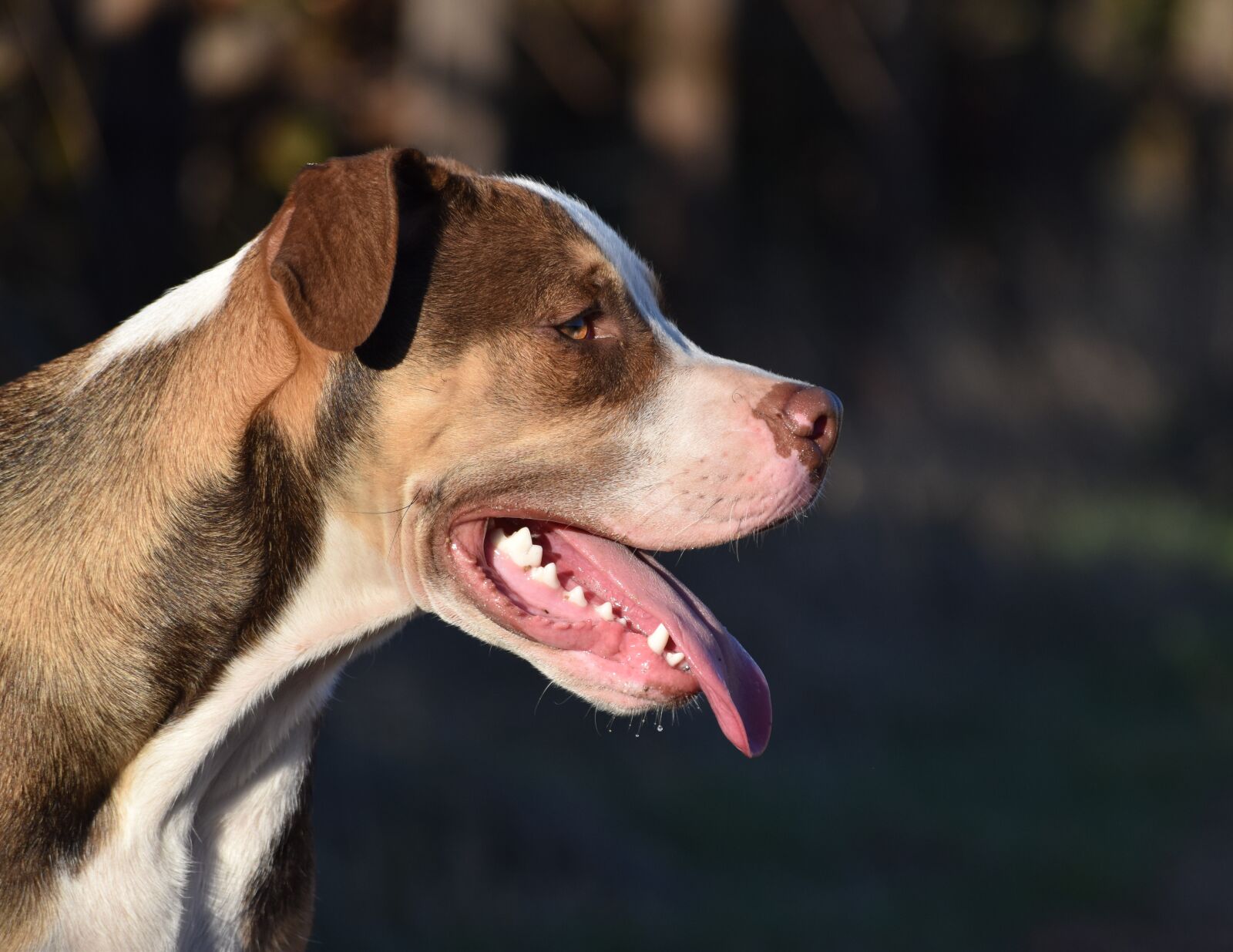 Nikon D5500 sample photo. Dog, cute, mammal photography
