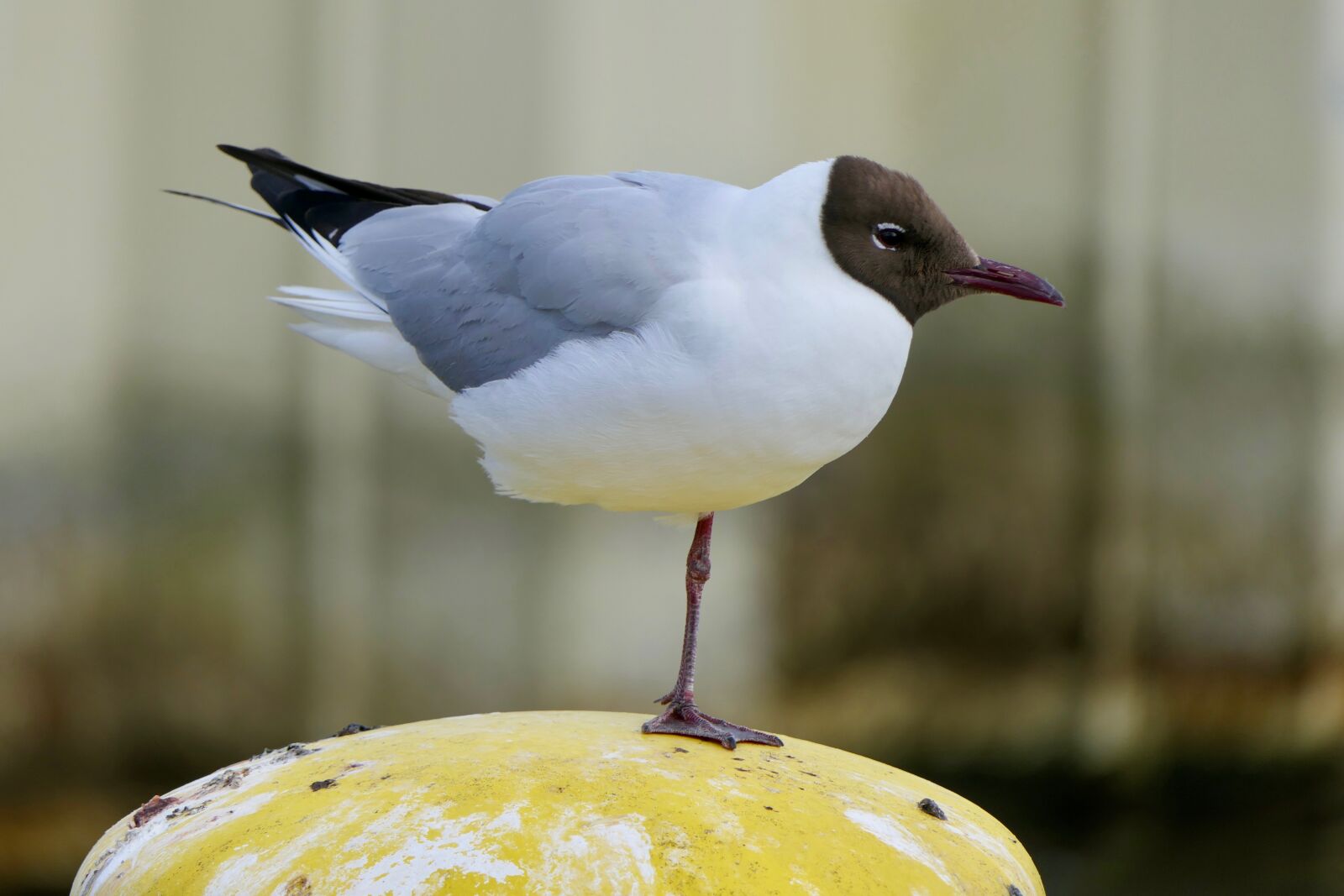 Panasonic Lumix DMC-FZ2500 (Lumix DMC-FZ2000) sample photo. Gull, bird, water bird photography