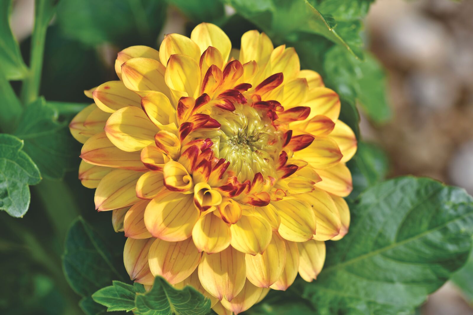 Nikon D7200 sample photo. Dahlia, dahlias bud, flower photography