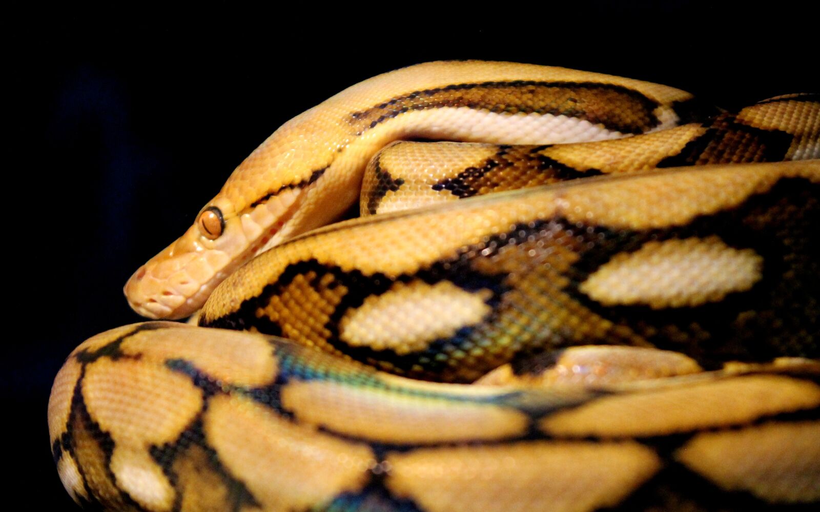Canon EOS 1100D (EOS Rebel T3 / EOS Kiss X50) sample photo. Reticulated, python, snake photography