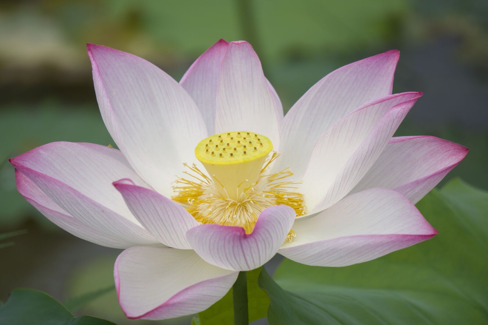 Sony E 55-210mm F4.5-6.3 OSS sample photo. Lotus, plant, in full photography