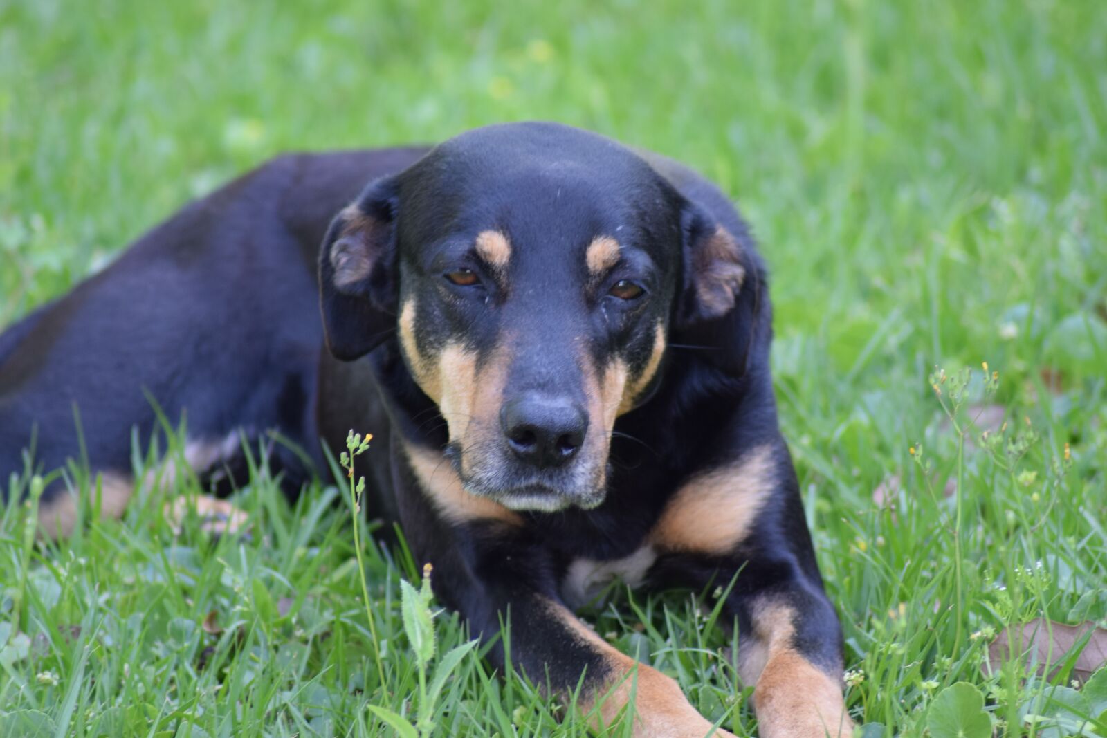 Nikon D5300 sample photo. Dog, black and tan photography