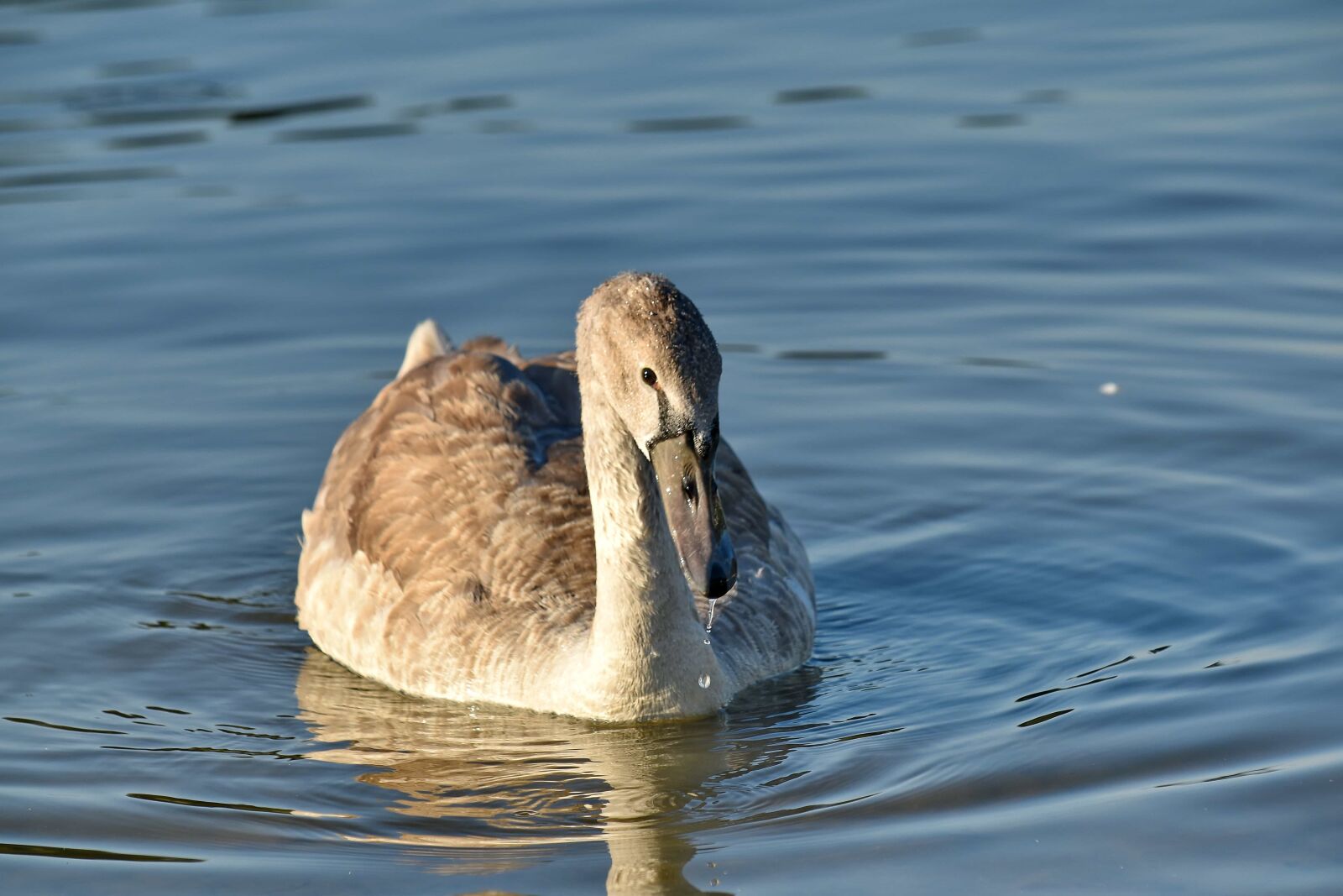 Nikon D5500 sample photo. Lake, ornithology, swan, swimming photography