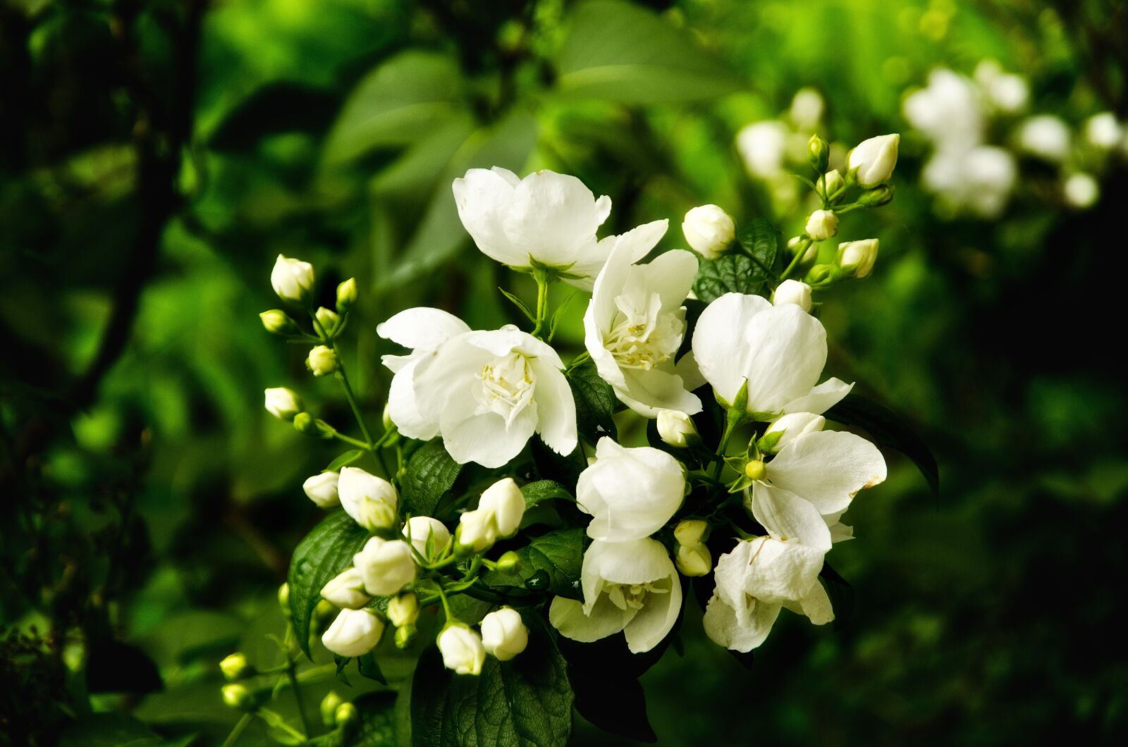 Nikon D7000 sample photo. Flowers, white, spring photography