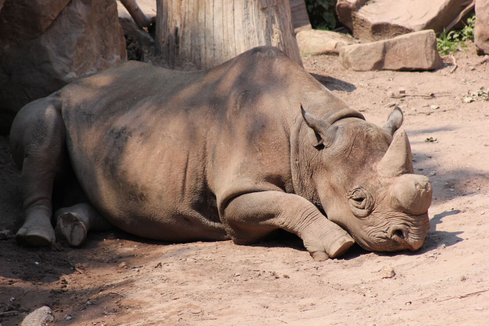 Canon EOS 550D (EOS Rebel T2i / EOS Kiss X4) sample photo. Rhino, black rhino, africa photography