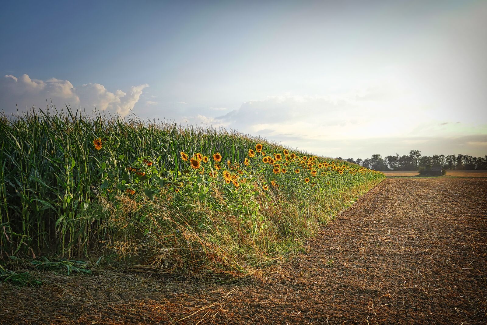 Panasonic Lumix DMC-GX8 sample photo. Field, sunflower, arable photography