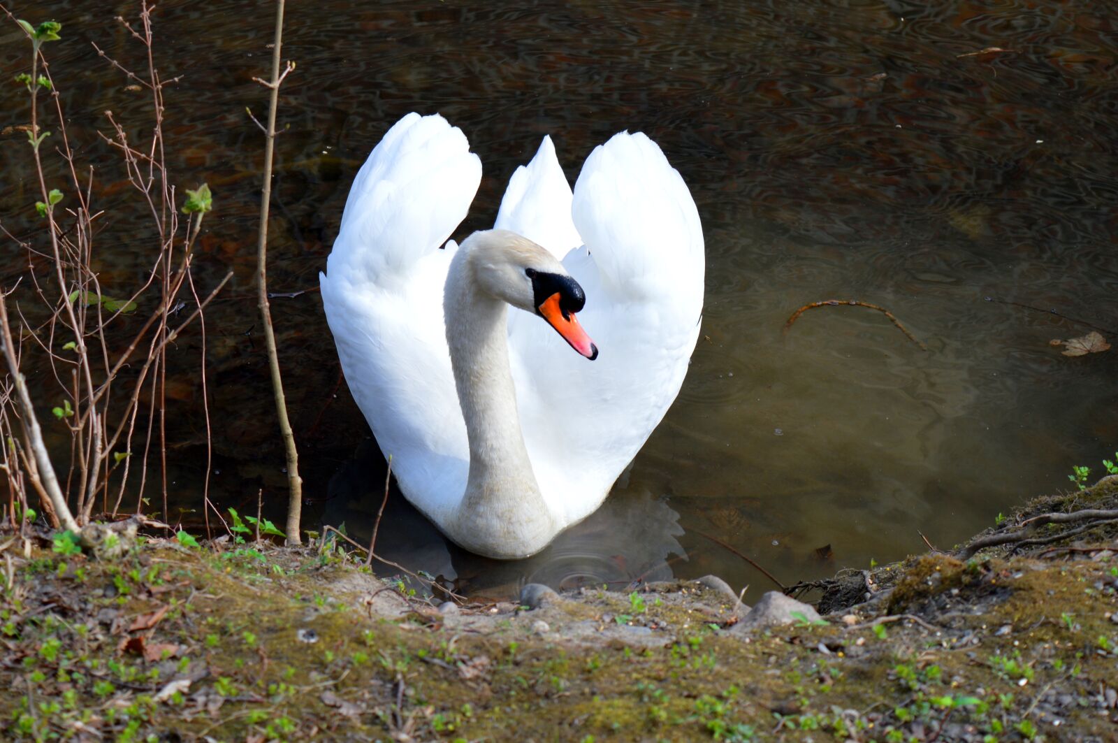 Nikon D3200 sample photo. White swan, lake, nature photography