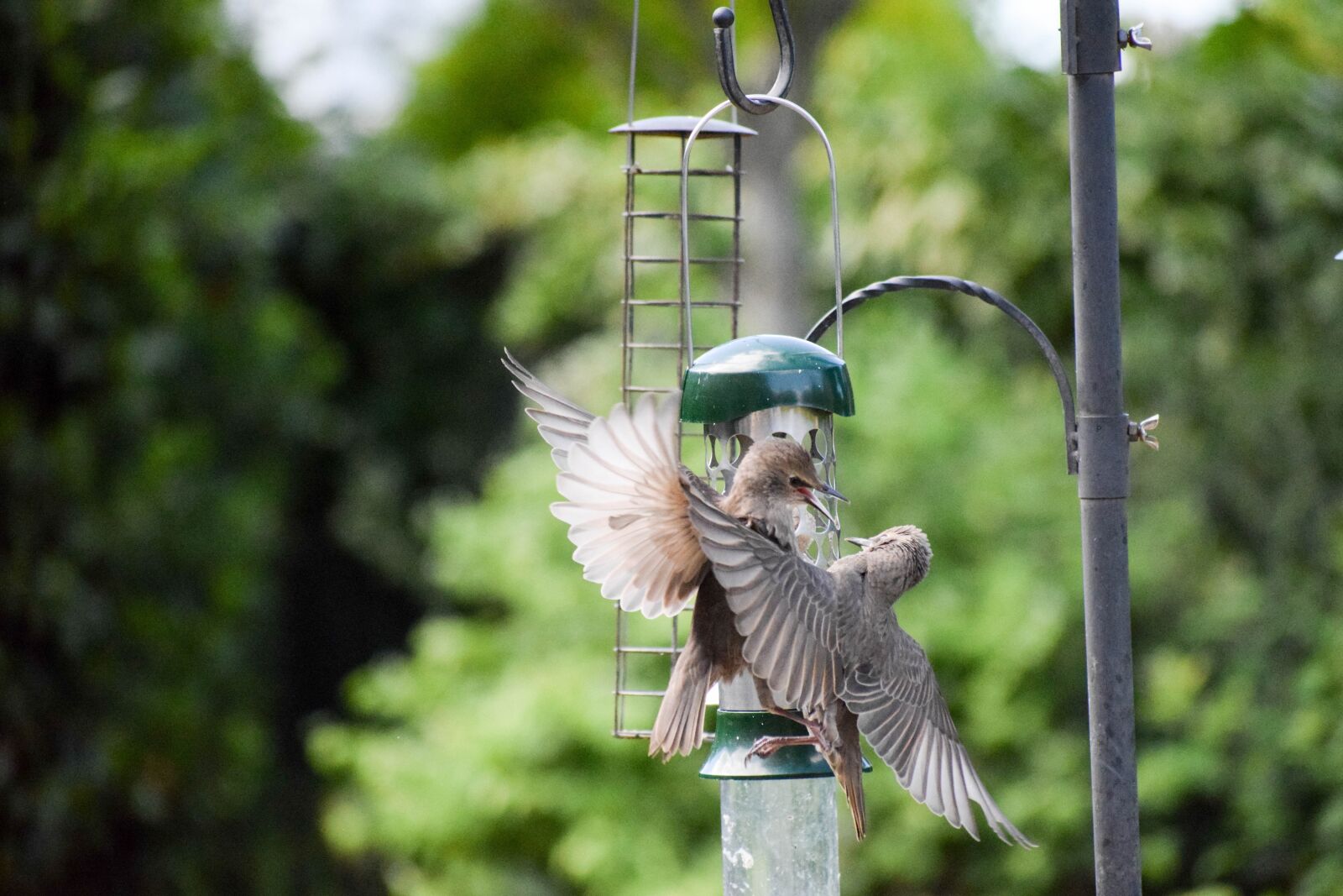 Nikon D5300 sample photo. Bird, birds fight, bird photography