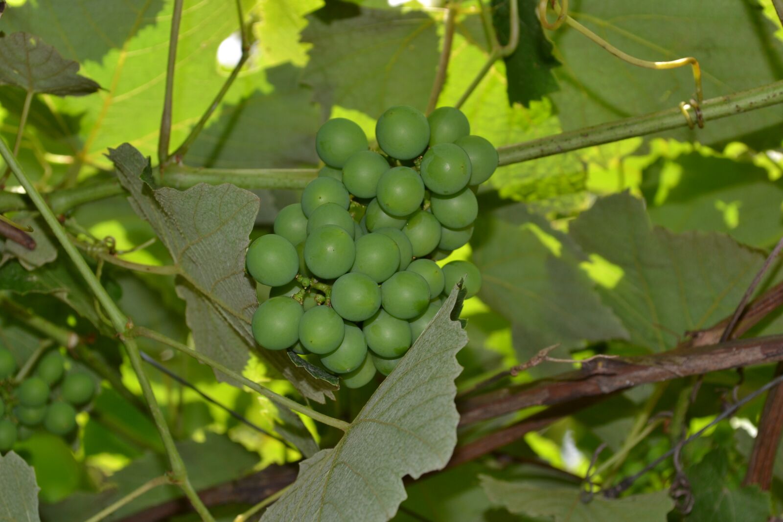 Nikon D3100 sample photo. Grapes, vine, cluster photography