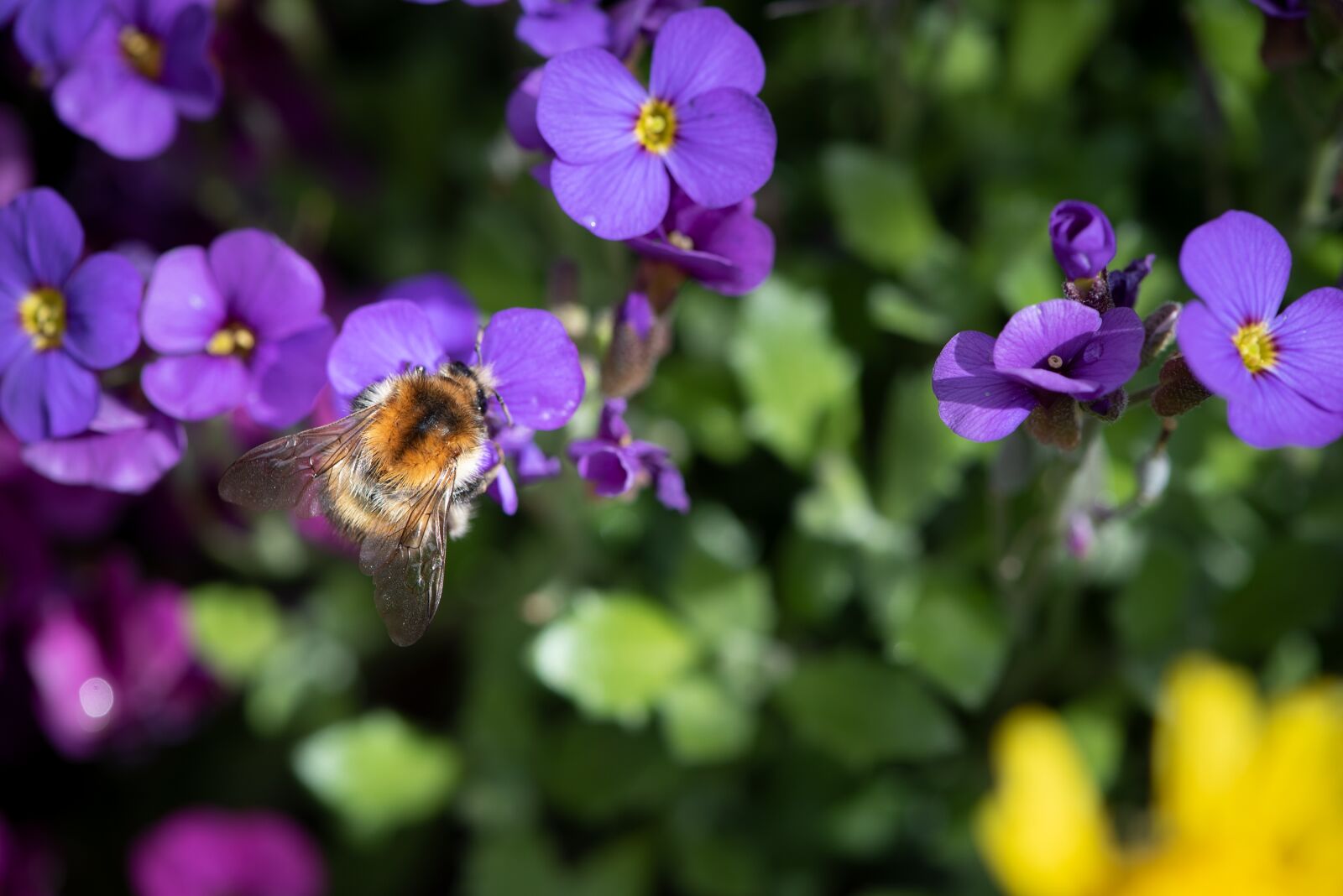 Nikon D750 sample photo. Garden, flowers, hummel photography
