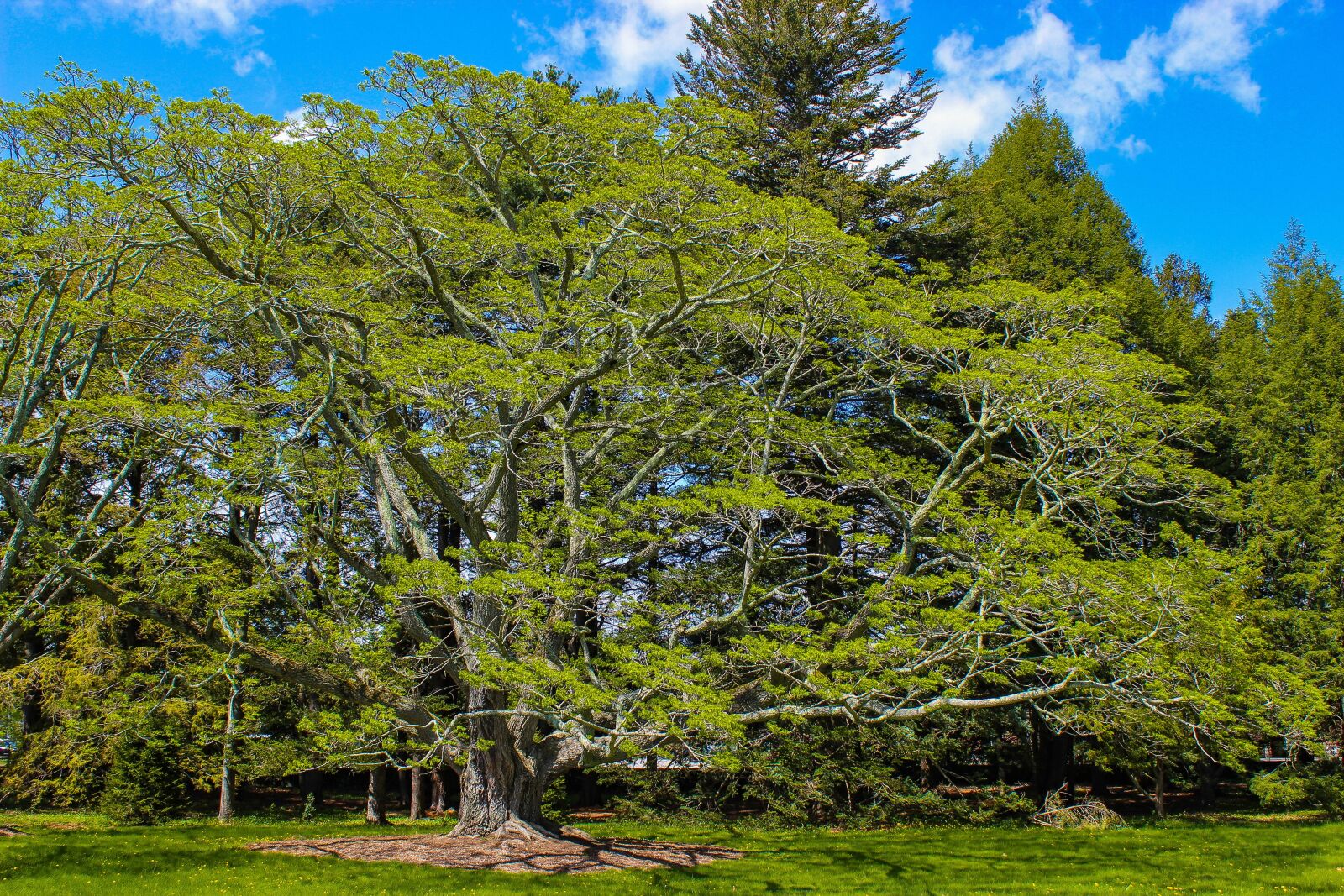 Canon EOS 600D (Rebel EOS T3i / EOS Kiss X5) sample photo. Tree, arboretum, nature photography