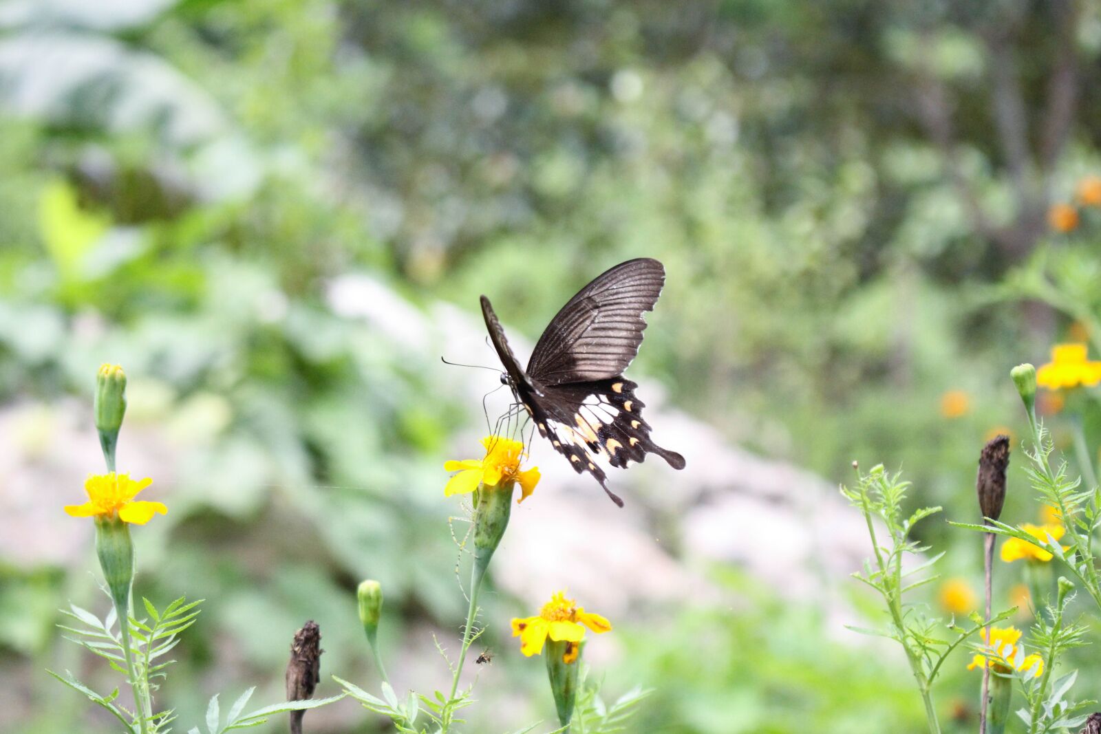 Canon EOS 60D + Canon EF-S 18-55mm F3.5-5.6 IS STM sample photo. Butterfly, pollinate, pollination photography