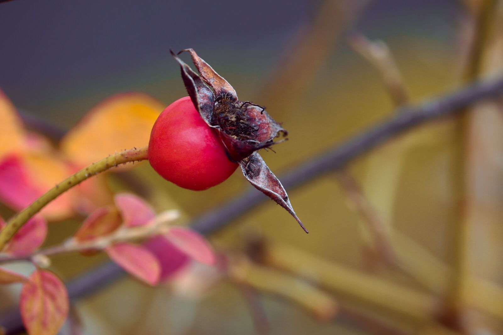 Canon EOS 200D (EOS Rebel SL2 / EOS Kiss X9) sample photo. Rose hip, autumn, red photography