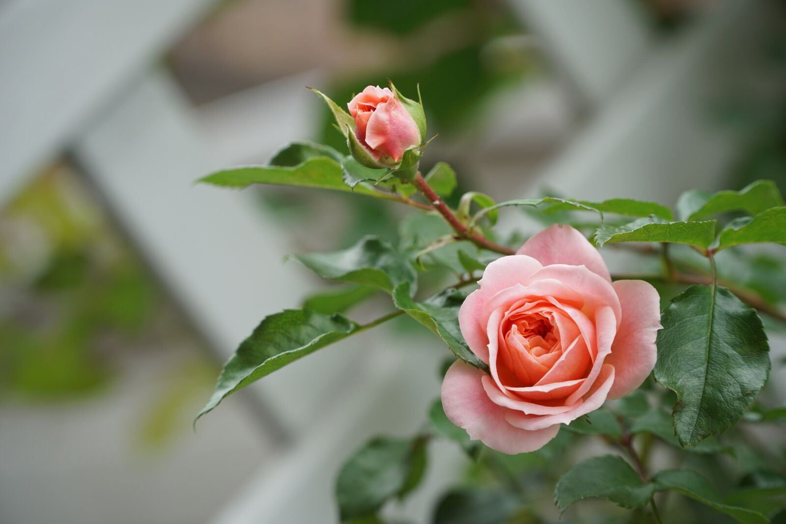Sony a6000 + Sony E PZ 18-105mm F4 G OSS sample photo. Rose, flower, blossom photography