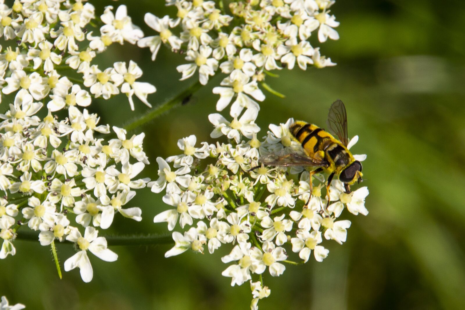 Canon EOS 700D (EOS Rebel T5i / EOS Kiss X7i) sample photo. Flower, wasp, nature photography