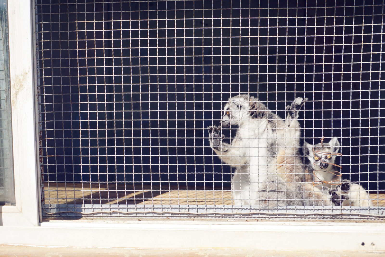Sony E 16-50mm F3.5-5.6 PZ OSS sample photo. Animal, zoo photography