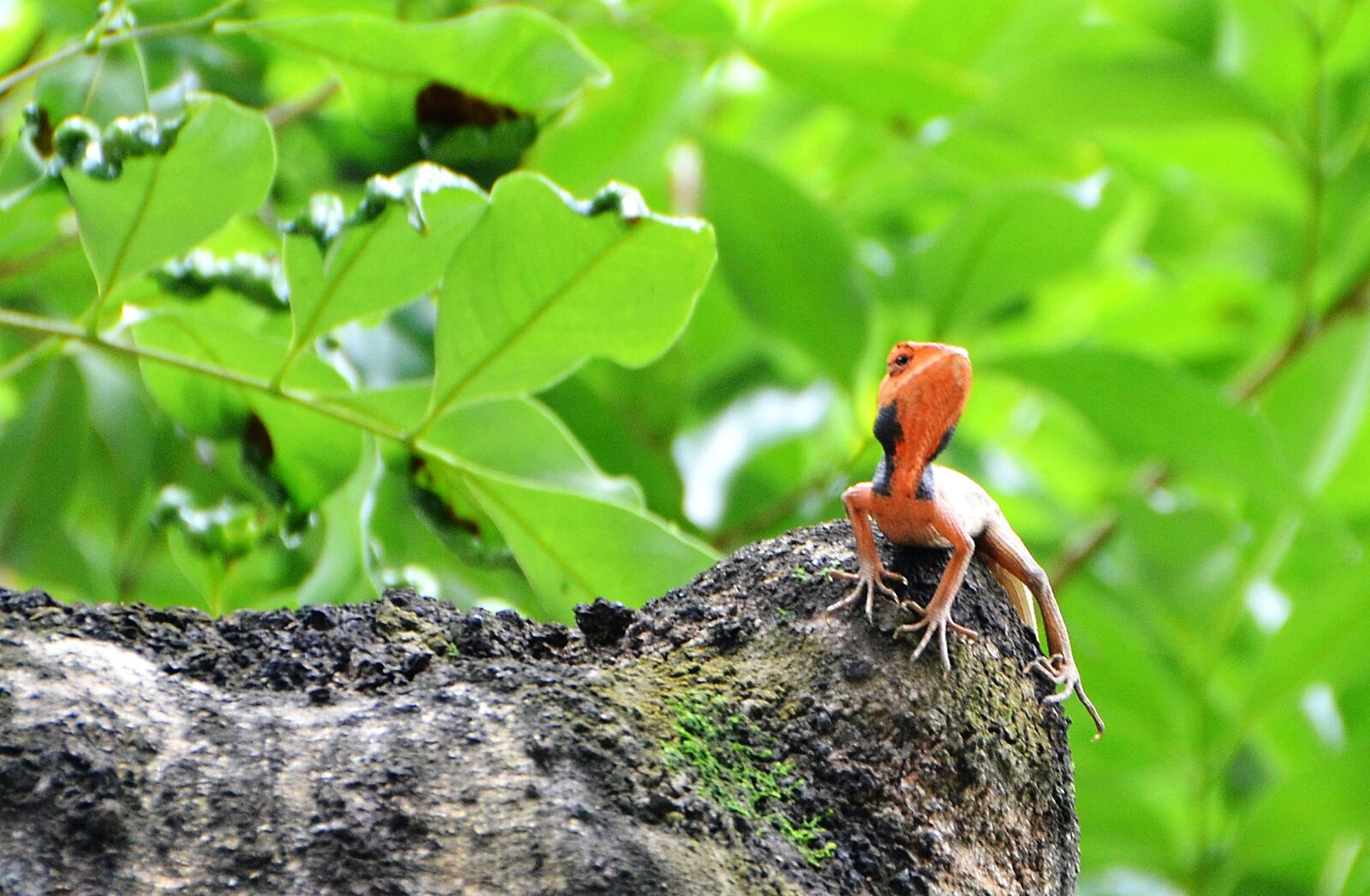 Nikon D5100 sample photo. Chameleon, the tree on photography