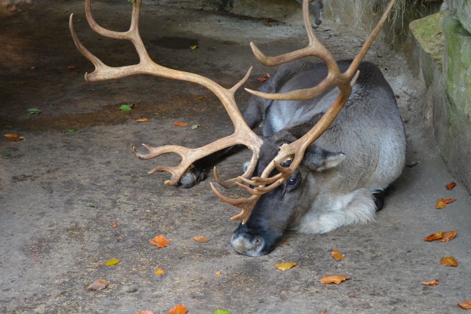 Nikon D5200 sample photo. Hirsch, antler, wild animal photography