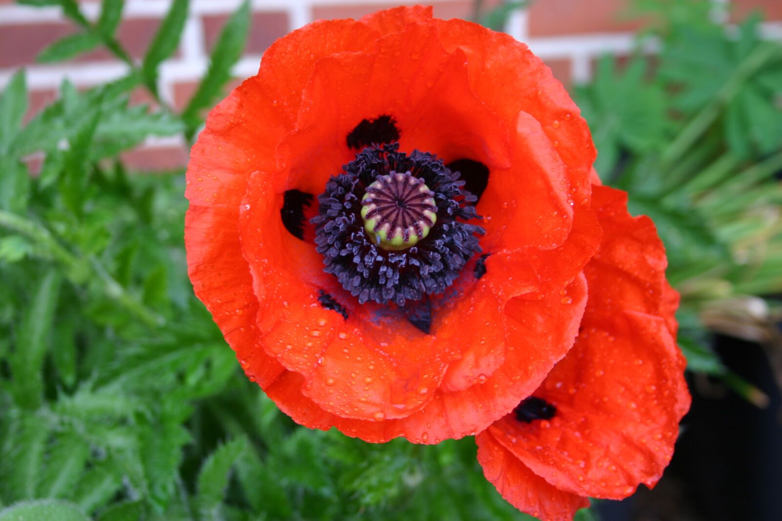 Canon EOS 300D (EOS Digital Rebel / EOS Kiss Digital) sample photo. Oriental poppy, poppy flower photography