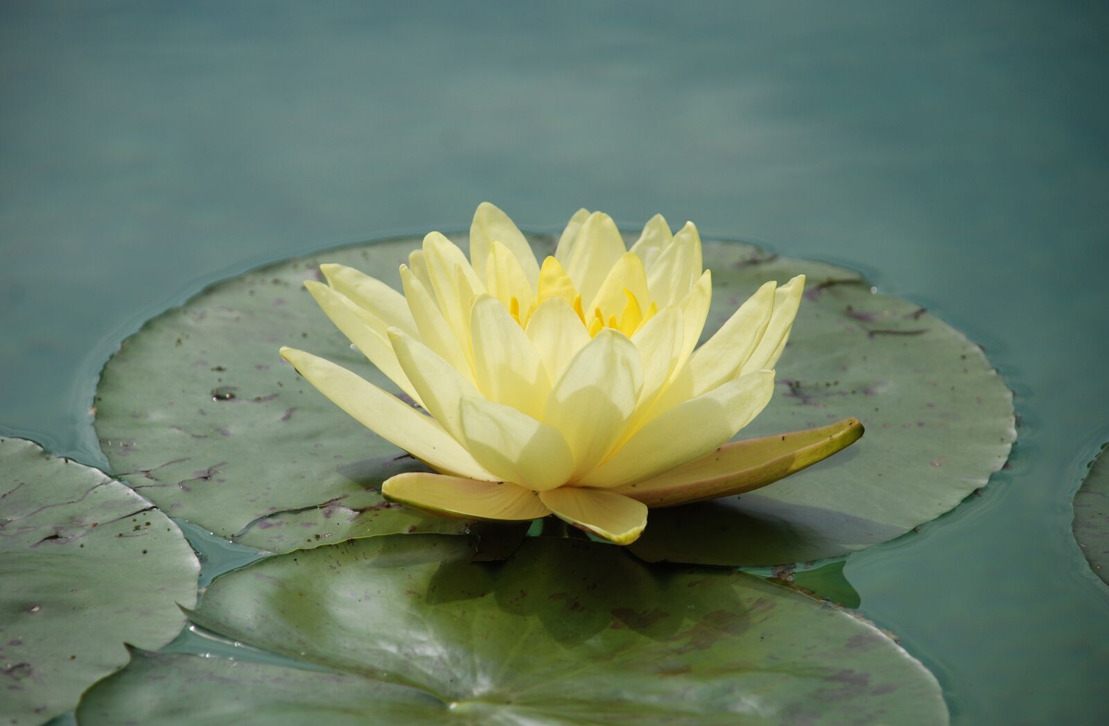 Nikon D80 sample photo. Water lily, water rose photography