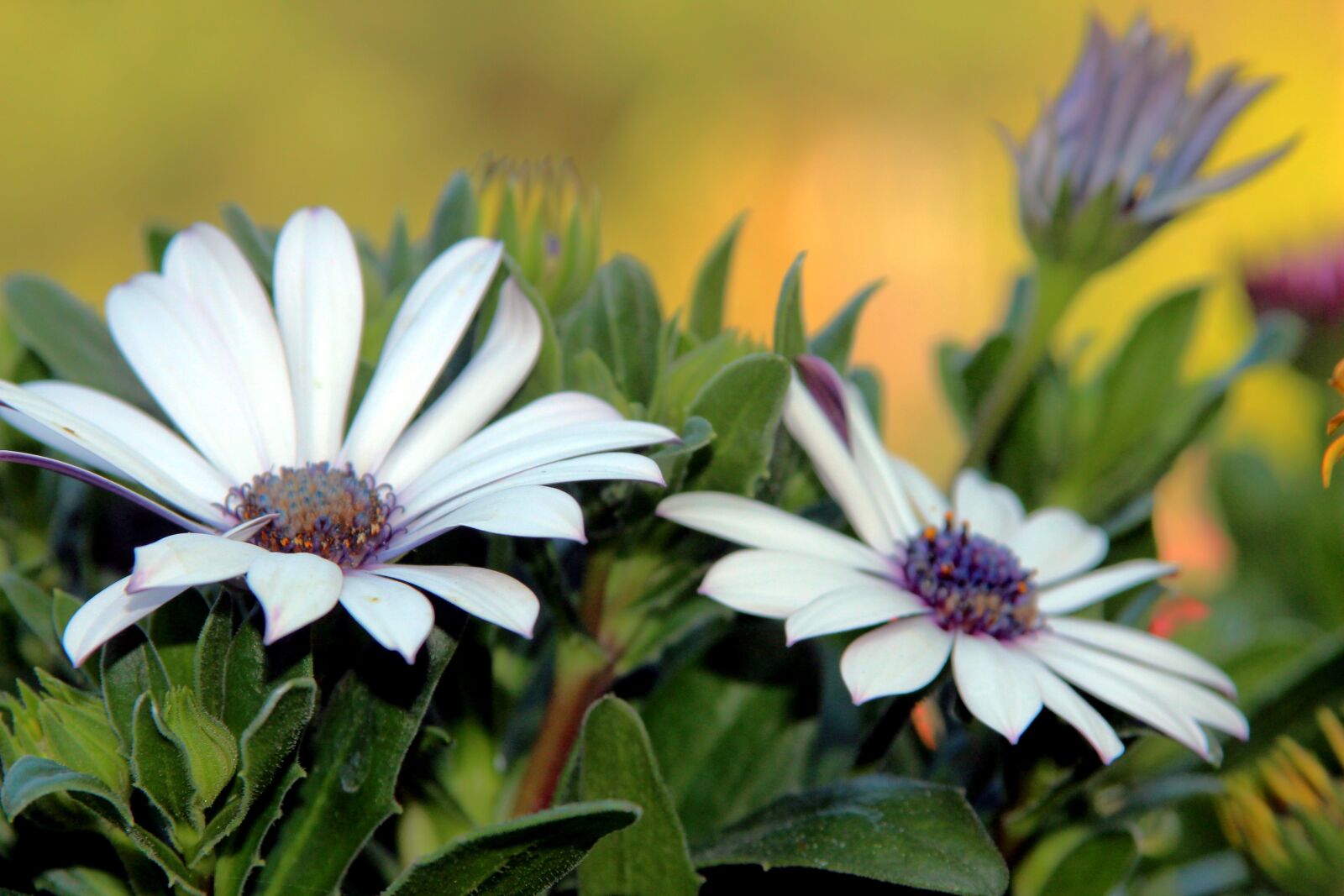 Canon EOS 650D (EOS Rebel T4i / EOS Kiss X6i) sample photo. Flower, macro, petals photography