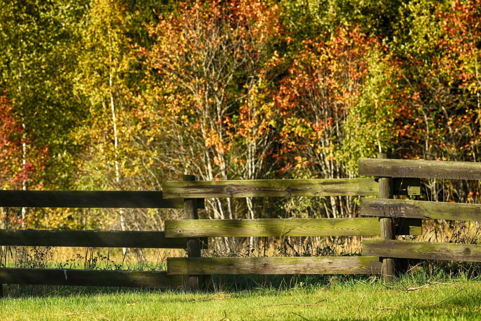 Canon EOS 7D Mark II + Canon EF 135mm F2L USM sample photo. Landscape, nature, autumn photography