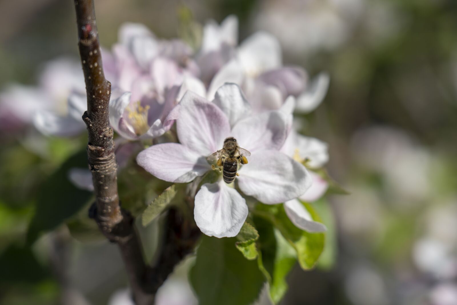 Sony FE 24-105mm F4 G OSS sample photo. Flowers, flower, nature photography