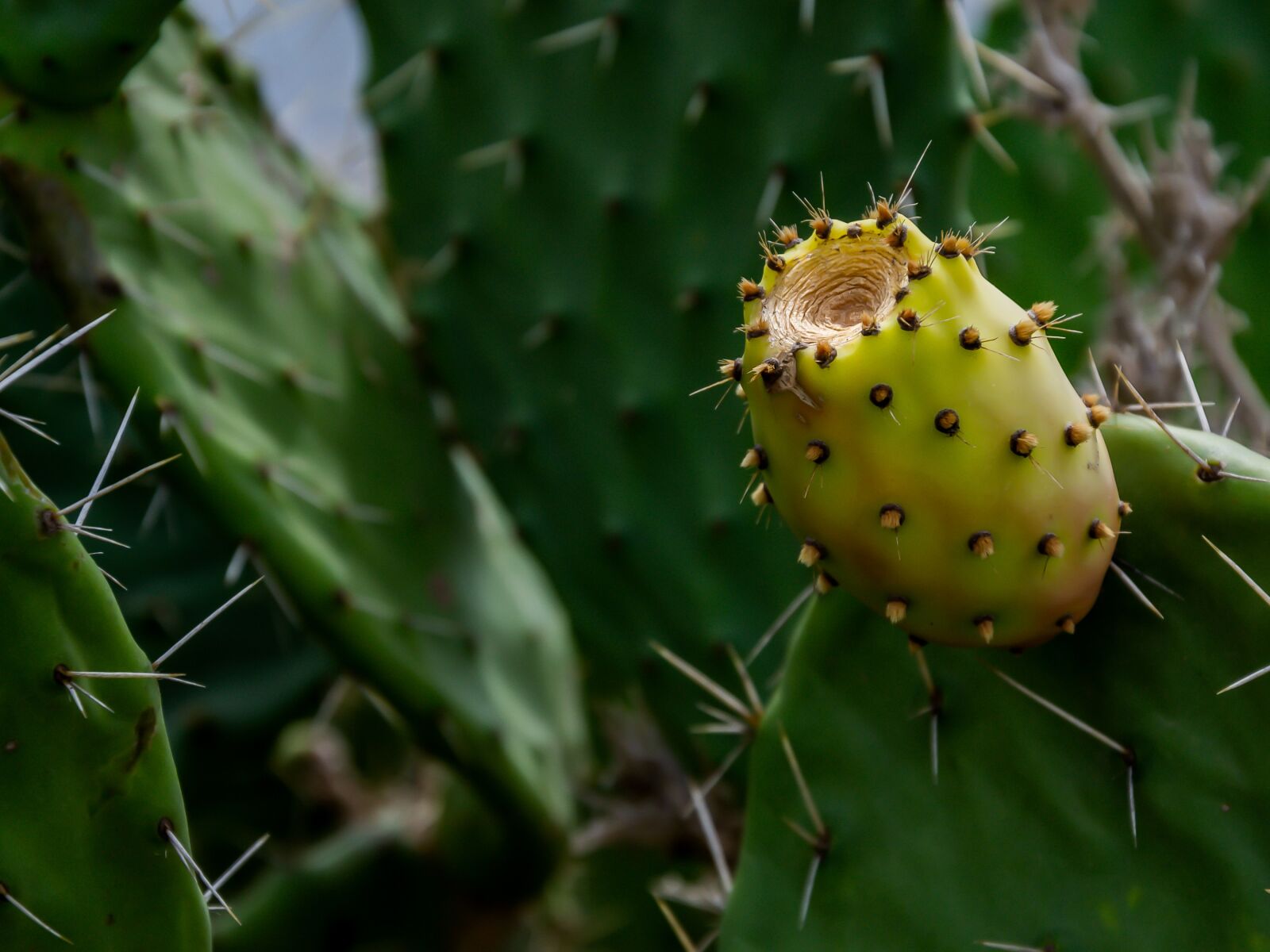Nikon D3100 sample photo. Bristle, cactus, botany photography