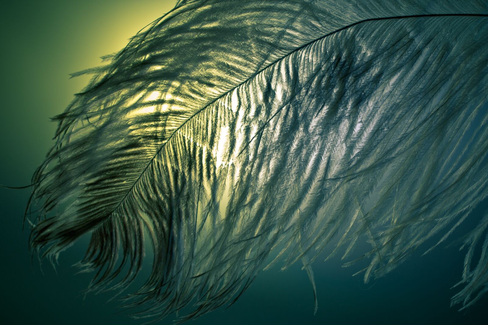 Canon EOS 70D + Canon EF 50mm F2.5 Macro sample photo. Ostrich feather, feather, ease photography