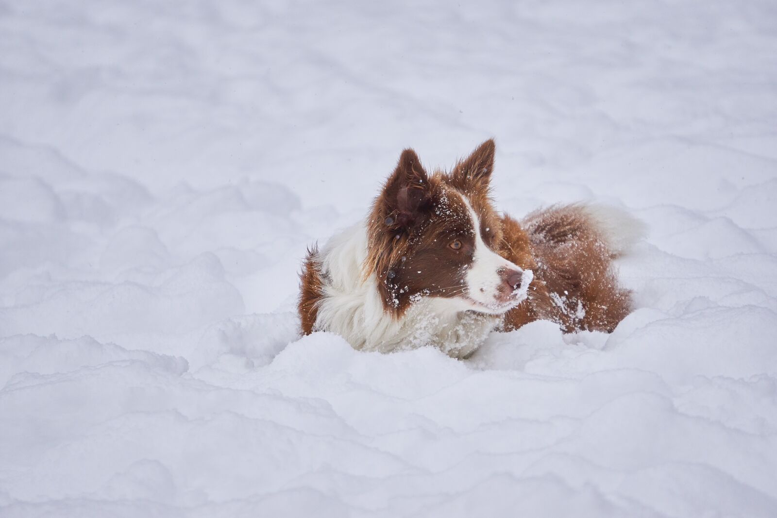 Sony a6000 sample photo. Border collie, winter, british photography