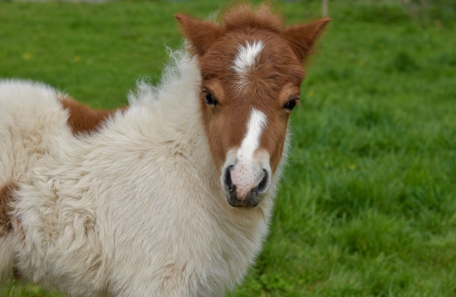 Nikon D5600 sample photo. Shetland pony, pony jarod photography