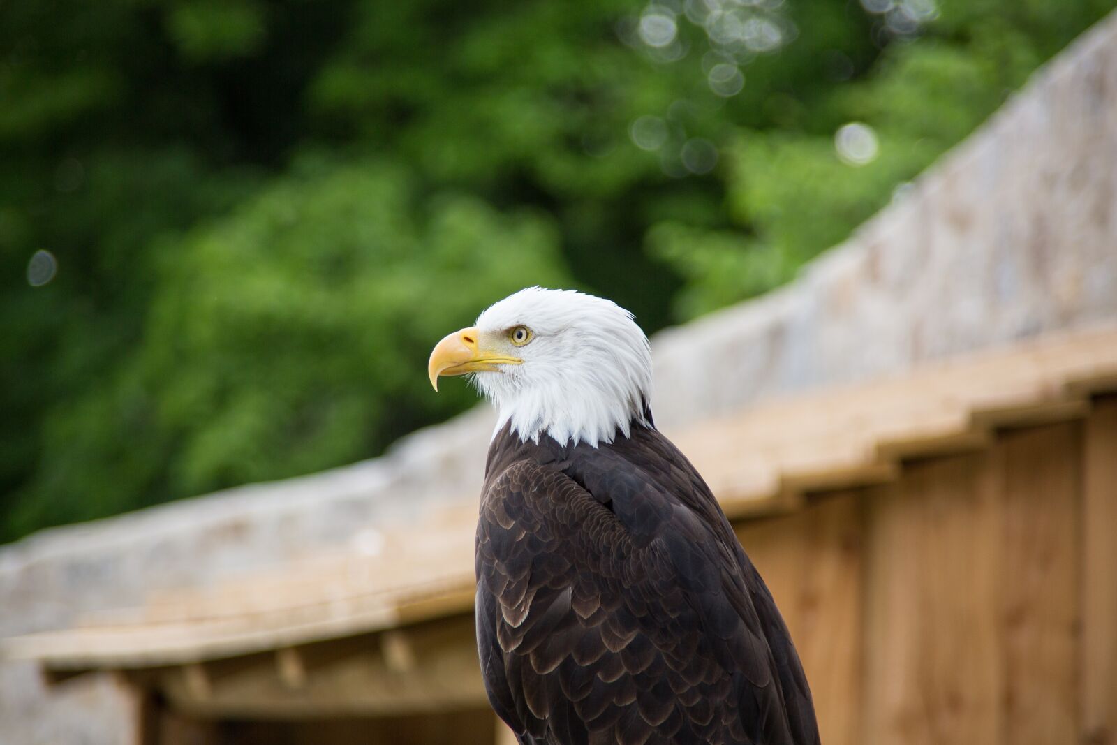 Canon EOS 5D Mark III sample photo. Bald eagles, adler, raptor photography