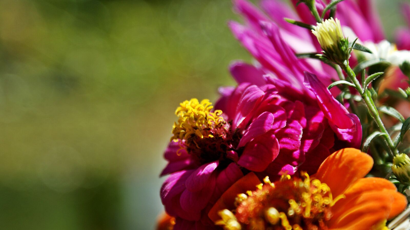 Sony Alpha DSLR-A350 sample photo. Zinnia, flowers, pink photography