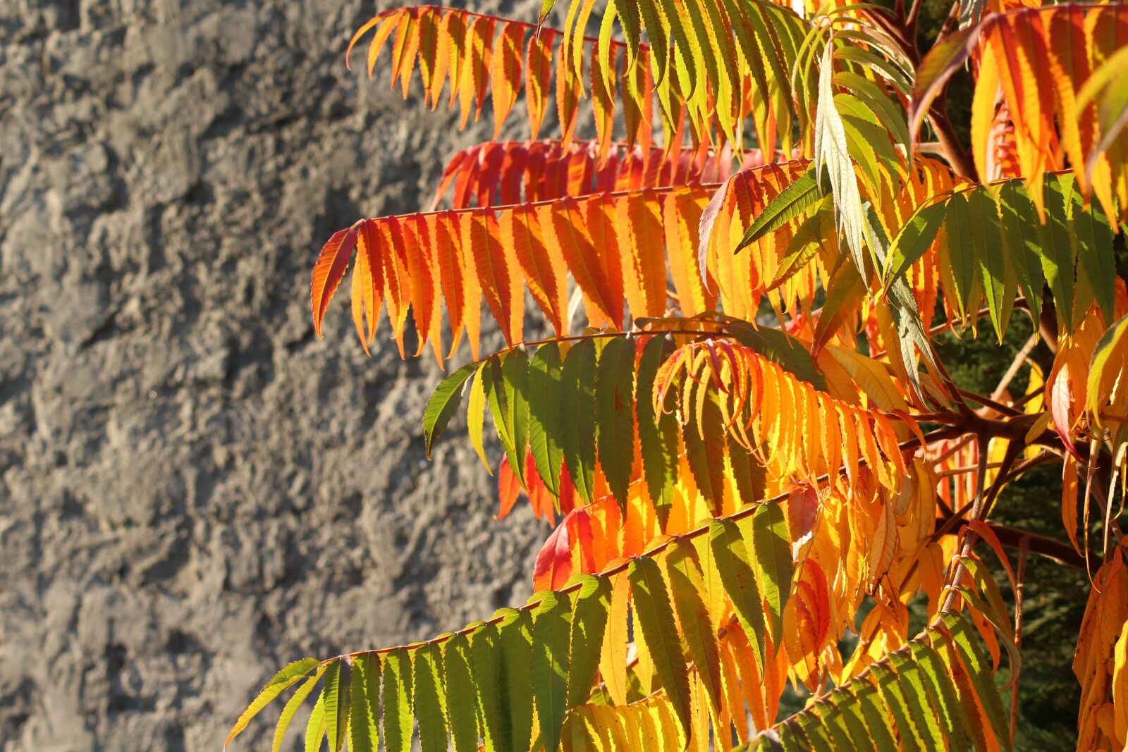 Canon EOS 1200D (EOS Rebel T5 / EOS Kiss X70 / EOS Hi) sample photo. Tree, foliage, autumn photography
